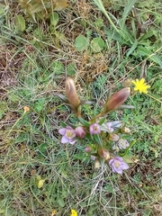 Gentianella uliginosa