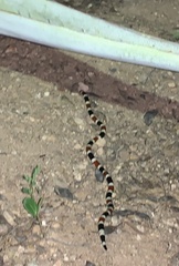 Micruroides euryxanthus