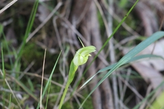 Pterostylis alpina