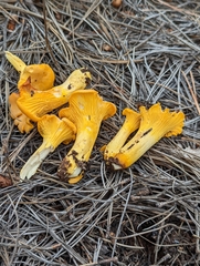 Cantharellus roseocanus