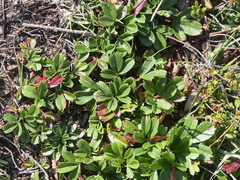 Sibbaldiopsis tridentata