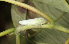 Gyponana