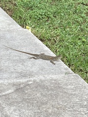 Agama picticauda