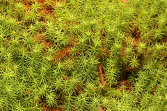 Polytrichum commune
