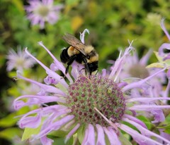 Bombus affinis