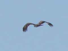 Polemaetus bellicosus