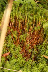 Polytrichum commune