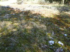 Corynephorus canescens