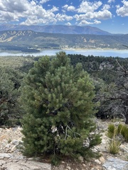 Pinus monophylla