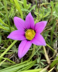 Romulea rosea
