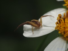 Ebrechtella pseudovatia