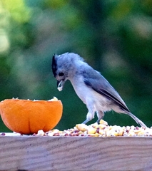 Baeolophus atricristatus