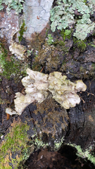 Ductifera pululahuana