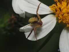 Ebrechtella pseudovatia