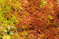 Sphagnum capillifolium