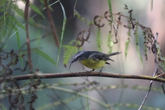 Eopsaltria australis