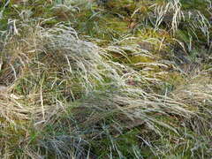 Corynephorus canescens