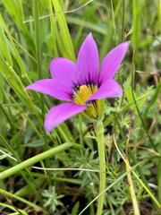 Romulea rosea