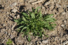 Rumex acetosella