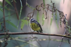 Eopsaltria australis