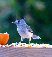 Baeolophus atricristatus
