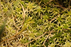Sphagnum girgensohnii