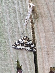 Abraxas grossulariata