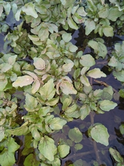 Nasturtium officinale