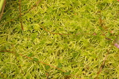 Sphagnum fallax