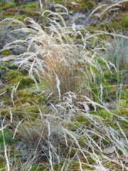 Corynephorus canescens