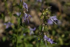 Campanula prenanthoides