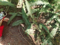 Struthiopteris spicant
