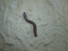 Anadenobolus monilicornis