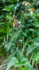 Dielis plumipes