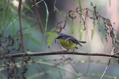 Eopsaltria australis