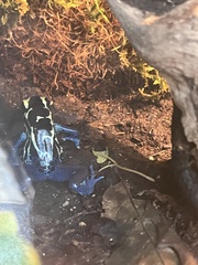Dendrobates