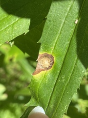 Botryosphaeria dothidea