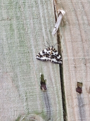 Abraxas grossulariata