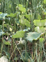 Nelumbo