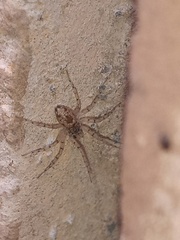 Oecobius maculatus
