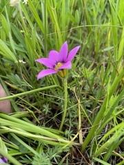 Romulea rosea