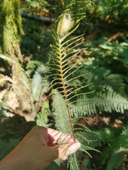 Struthiopteris spicant