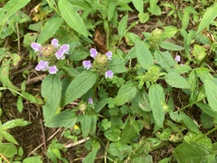 Prunella vulgaris lanceolata