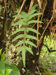 Serpocaulon sessilifolium