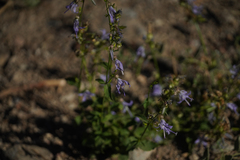 Campanula prenanthoides