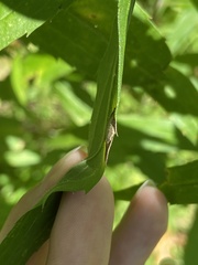 Botryosphaeria dothidea