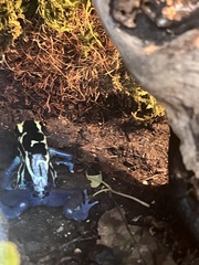 Dendrobates