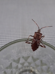 Leptoglossus occidentalis