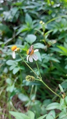 Dielis plumipes