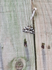 Abraxas grossulariata